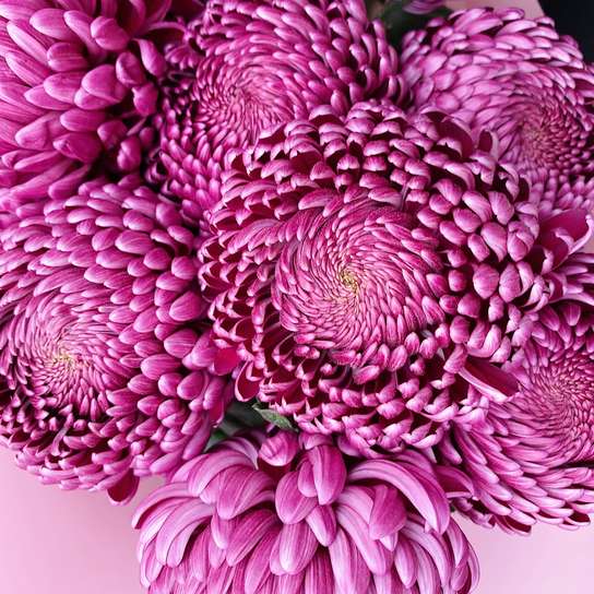Букет хризантем "Purple" (9 шт.) Фото 3