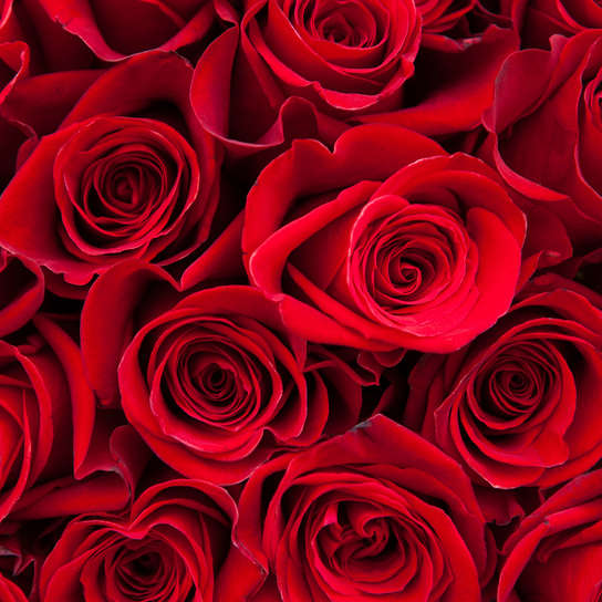 Букет из 25 роз "Freedom" BLVCK