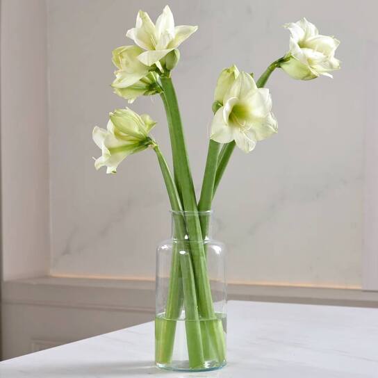 Букет из белых амариллисов  в вазе