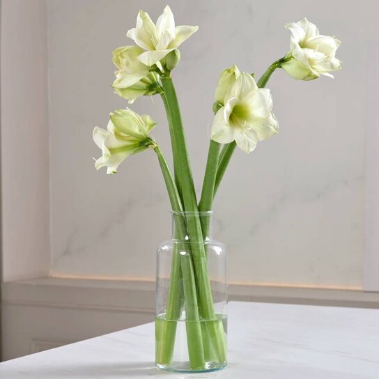 Букет из белых амариллисов  в вазе