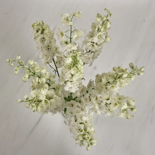 Букет из белого дельфиниума в вазе