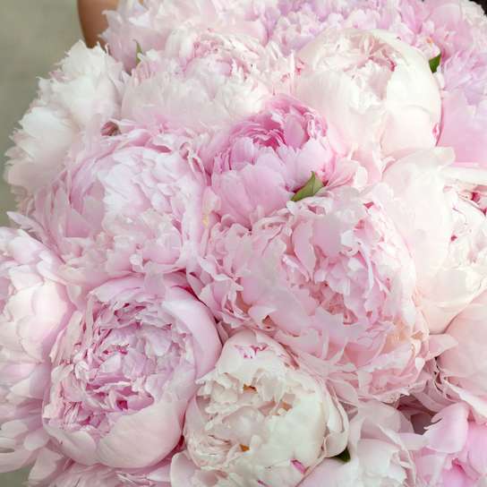 Букет из 21 пионов "Sarah Bernhardt"