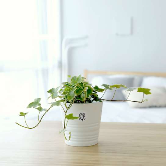 Хедера Хеликс (плющ)