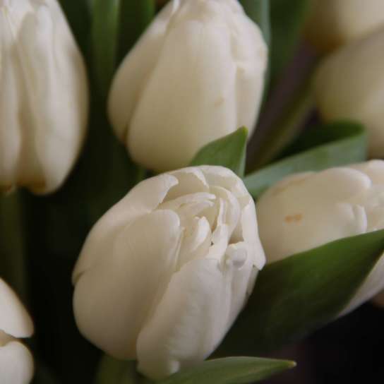 Букет 25 тюльпанов "White" в вазе
