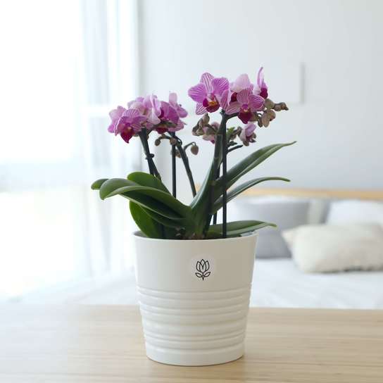 Орхидея "Фаленопсис Романтик"