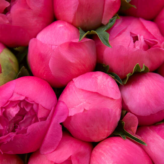 Букет из 51 пиона "Coral Charm"