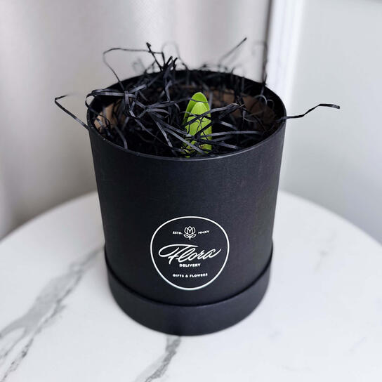 Луковица красного амариллиса в воске