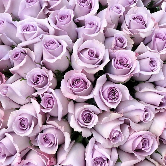 Букет из 101 розы "Purple" Фото 4