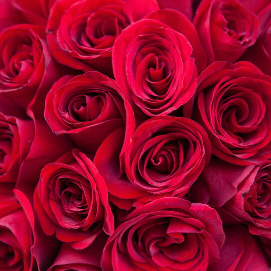 Шляпная коробка Grand с красными розами  PINK Фото 4