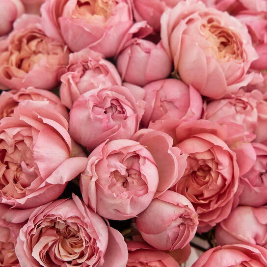 Шляпная коробка Grand "Розы персиковые Juliet" PINK Фото 4